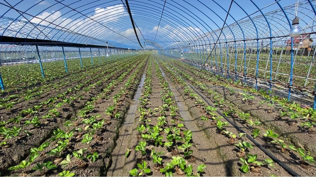 いちごの植え付け完了!