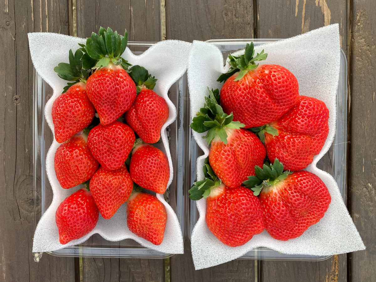 ♡イチゴ様 専用♡ イチゴ様専用 【公式通販】 ♡イチゴ様 専用♡ イチゴ様専用 【公式通販】