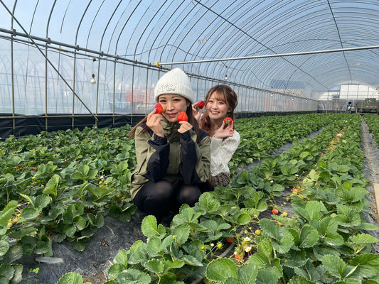 【2026/2/11 OPEN】福岡・佐賀で楽しむ「うるう農園」のいちご狩り！