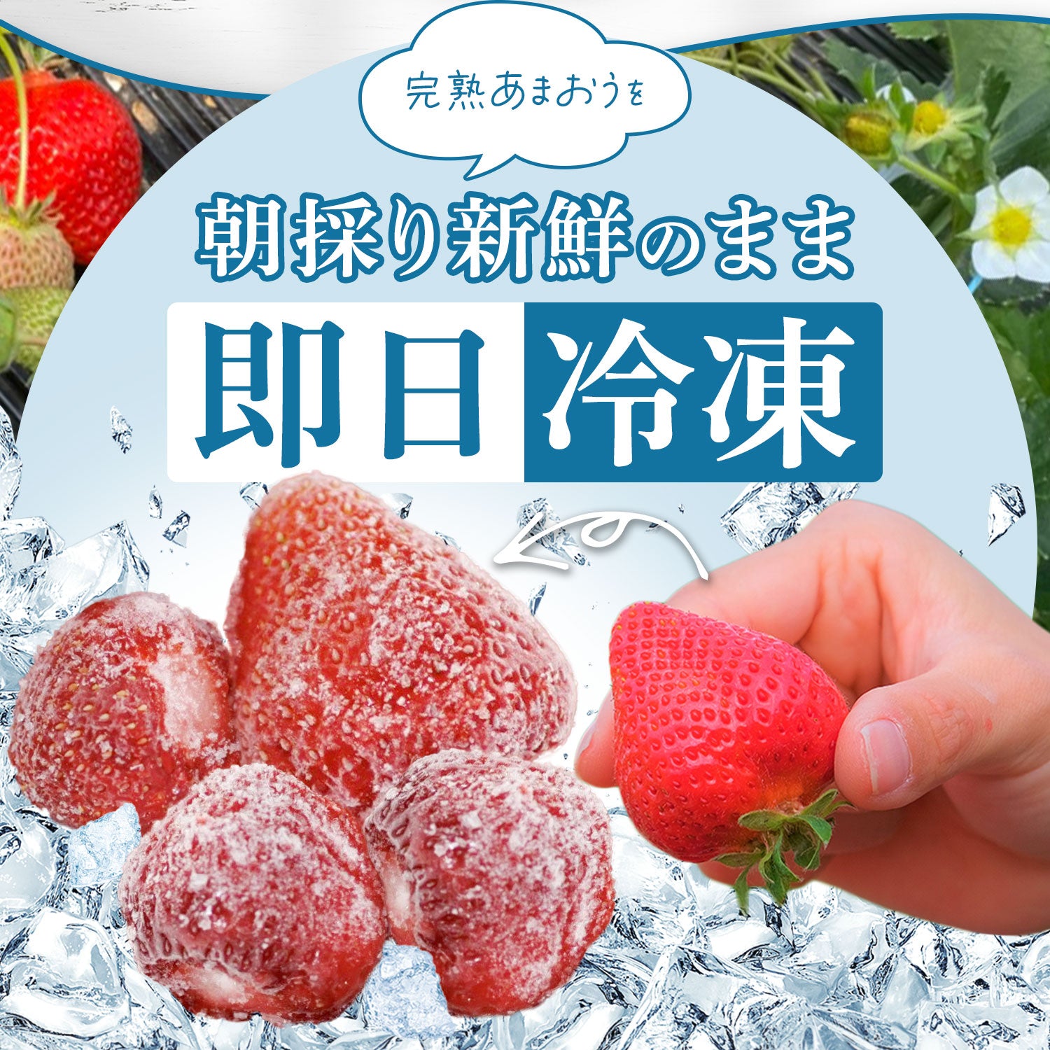 レジにて500円引きセール実施中!!】冷凍あまおう 赤いちご 白いちご