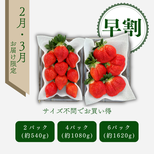 【早割】あまおう サイズ色々