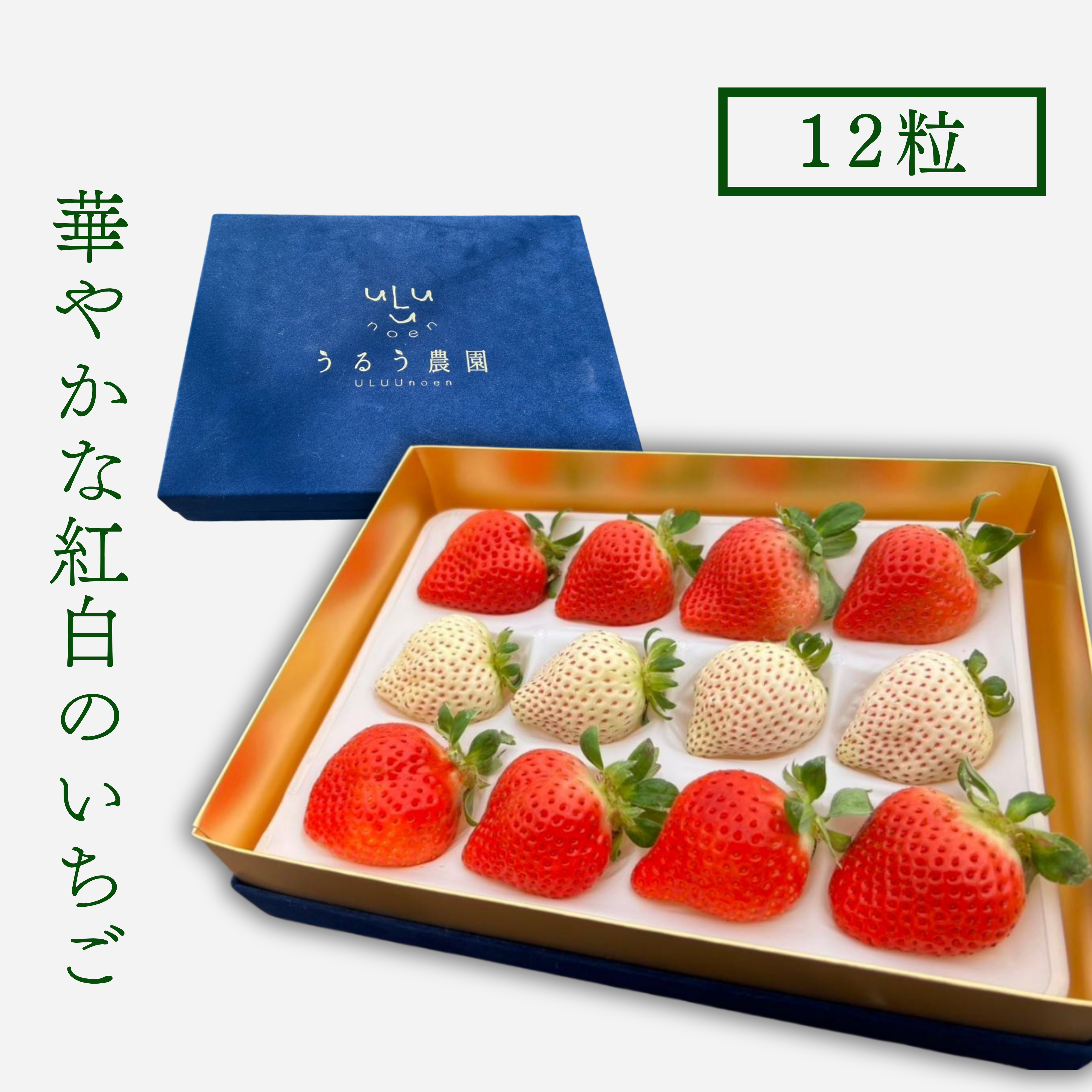 福岡県産 あまおう＋白いちご 紅白セット 約1kg 4パック クール便 着払い 紅白いちごセット】紅白極上あまおう400g ～ベロアギフトボックス