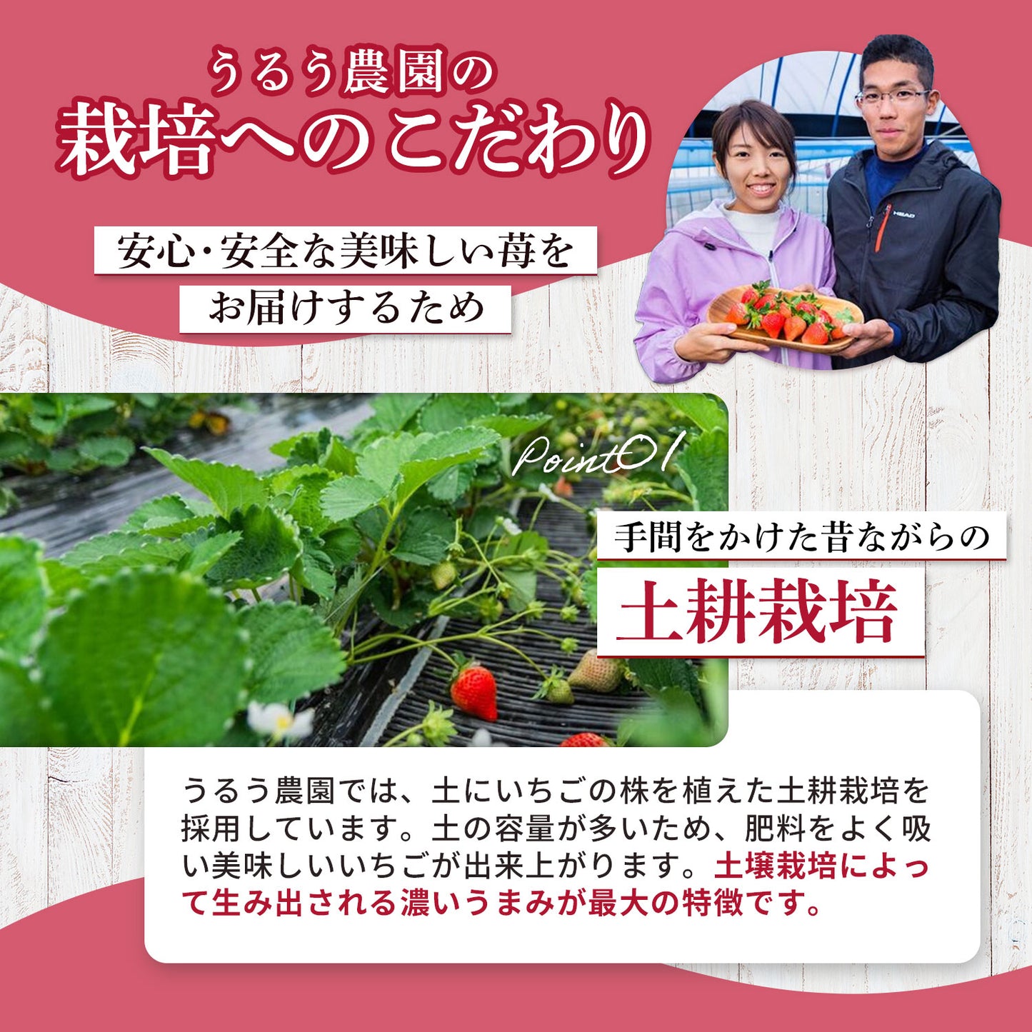 【レジにて500円引きセール実施中!!】冷凍あまおう 赤いちご 白いちご 紅白いちご 1キロ～18キロ【送料無料】