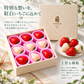 【予約販売 2026年12月1日～30日 順次発送予定】 紅白いちご 重箱1段