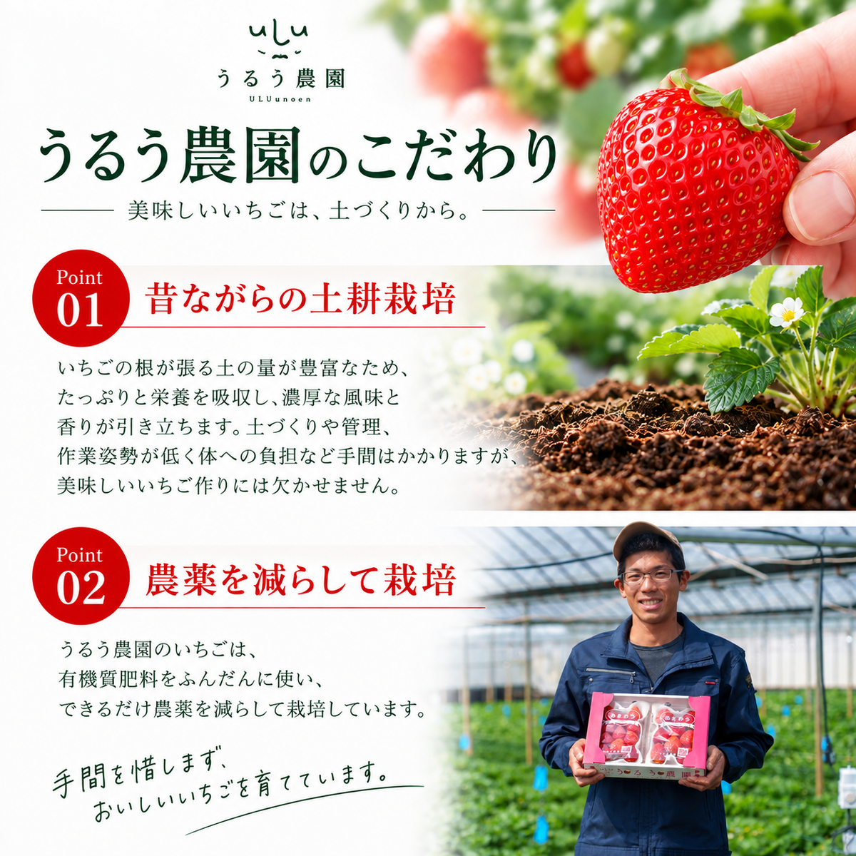 【予約販売 2026年12月1日～30日 順次発送予定】 紅白いちご 重箱1段