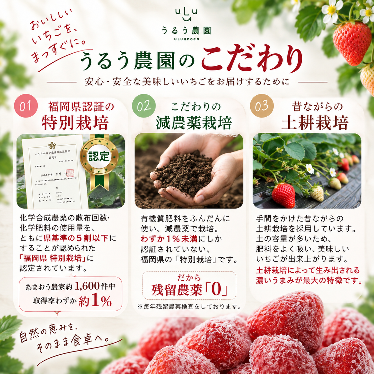 【予約販売 2027年1月中旬～ 順次発送予定】冷凍あまおう 赤いちご 白いちご 紅白いちご 1キロ～18キロ【送料無料】