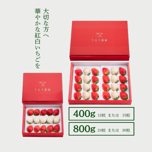 【予約販売 2026年12月1日～30日 順次発送予定】紅白特選あまおう400g～800g【送料無料】