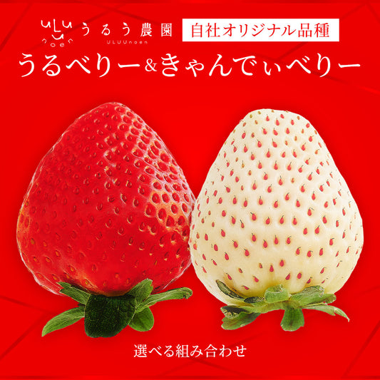 うるべりー きゃんでぃーべりーMLサイズ 640g～3200g【送料無料】