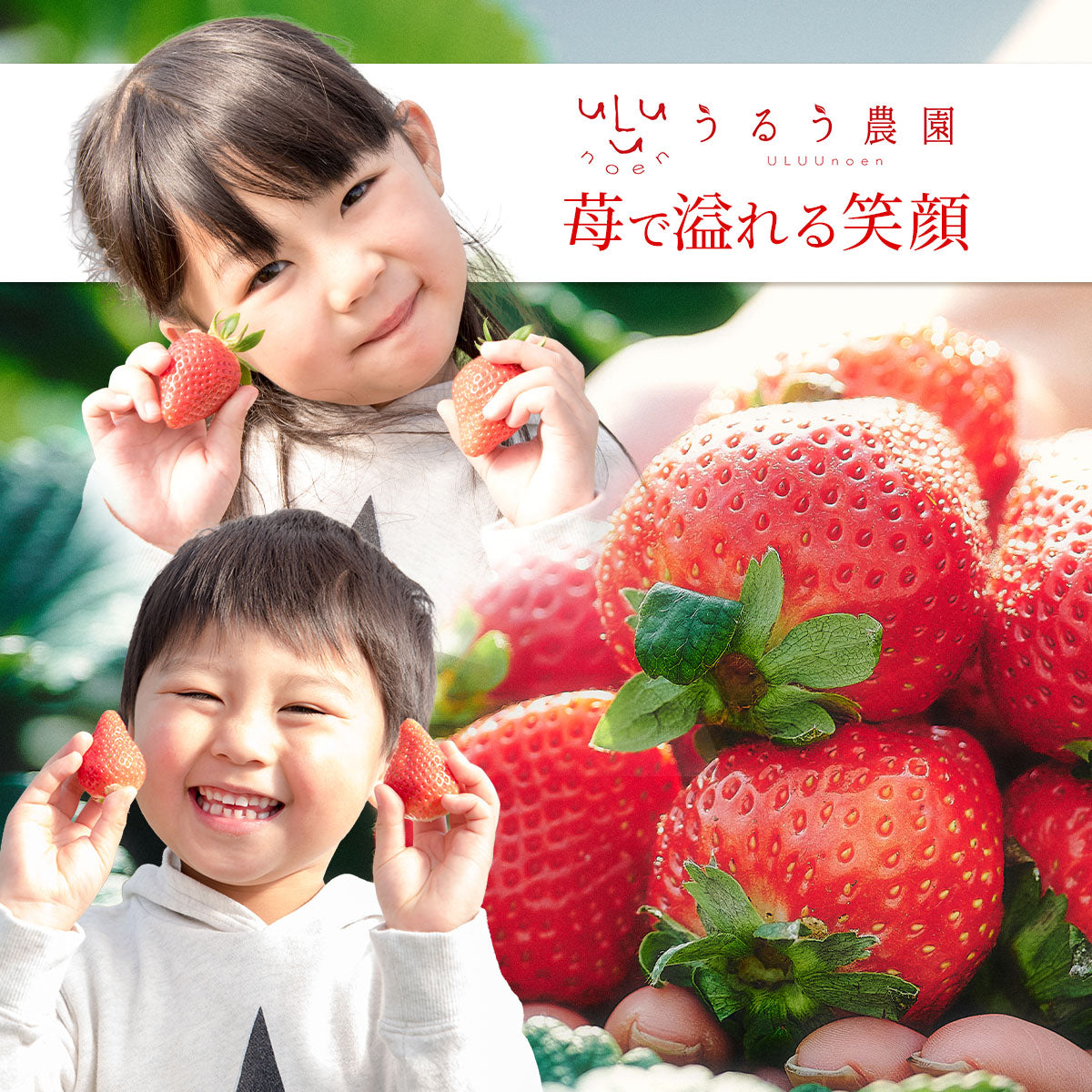 予約販売 2026年12月1日～30日 順次発送予定】うるべりー きゃんでぃー