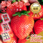 【表示価格より10％引き】うるべりー きゃんでぃーべりーMLサイズ 640g～3200g【送料無料】