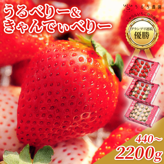 【表示価格より10％引き】うるべりー きゃんでぃーべりー220g 440g～2200g【送料無料】