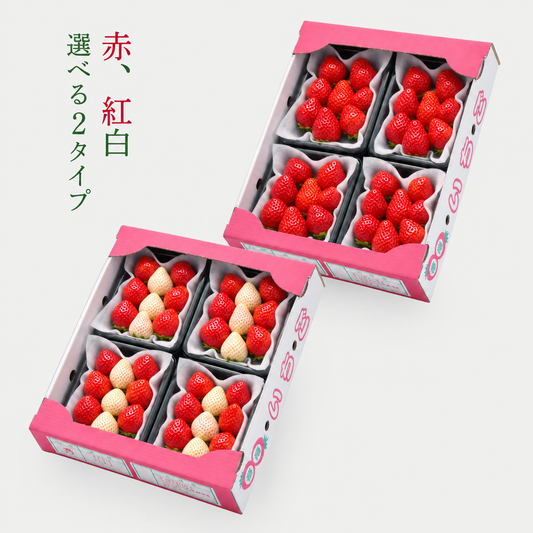 【予約販売 2026年12月1日～30日 順次発送予定】うるべりー きゃんでぃーべりーMLサイズ 640g～3200g【送料無料】