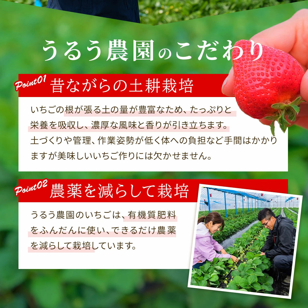 【予約販売 2026年12月1日～30日 順次発送予定】プレミアム極上紅白あまおう400g【送料無料】